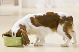 Debate: Is premium cat or dog food worth the money?