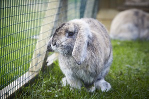 A guide to the Dwarf Lop, Netherland Dwarf, Sussex and other popular rabbit breeds