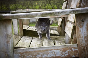 How to keep cats out of your garden | Cat Safety