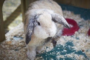 The difference between domestic and wild rabbits