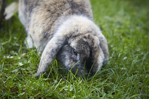 Should I keep my rabbits indoors or outdoors?