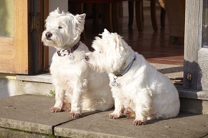 What to know if you are buying a… West Highland White Terrier