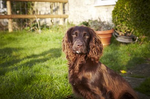 What to know if you're buying an… English Cocker Spaniel