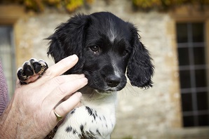 New Puppy - How to deal with the first 24 hours