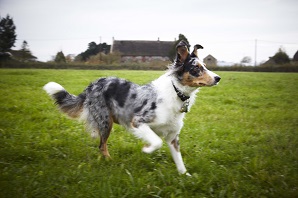 What to know if you're buying a… Border Collie