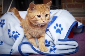 How to train your kitten to use a scratching post