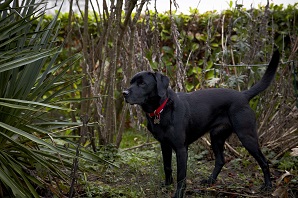 Stories from the surgery: why dog owners need to be aware of snake bites