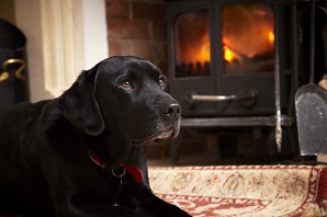 How to keep your pets safe and healthy during autumn