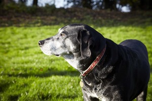 Caring for an elderly dog