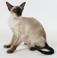 Everything you ever wanted to know about Siamese cats