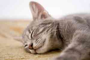 Petplan Find a Pet: top 10 most popular cat breeds