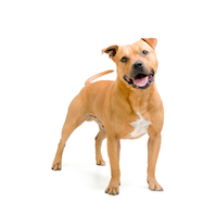 What to know if you’re buying a… Staffordshire Bull Terrier