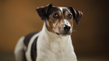 The next Petplan TV ad could feature your pet!