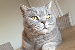 What to know if you’re buying a… British Shorthair cat