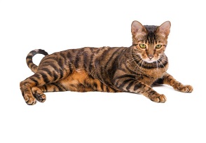 Do cats with wild roots make good pets? Bengals, Toygers and more