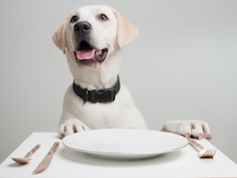 How to make a tasty Christmas dinner for your dog