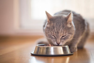 healthy cat diet plan