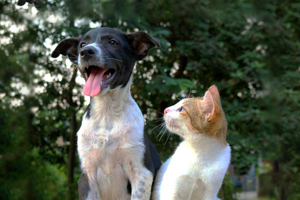 How to keep cats and dogs safe during BBQ season
