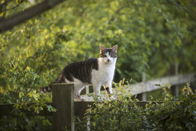 Cat activities in summer