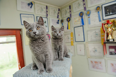 World Records Set by Cats