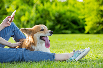 Dog activities in summer