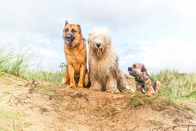 Dog-Friendly Beaches In Cornwall