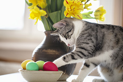 Easter Hazards for Pets