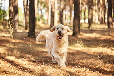 Dog health - A guide to epilepsy