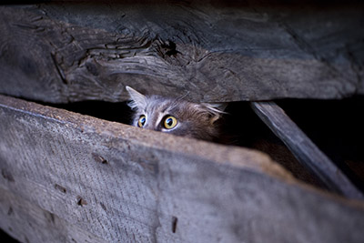 Stray vs. Feral Cats: How to Spot the Difference