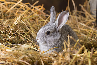 A guide to understanding your rabbit’s behaviour