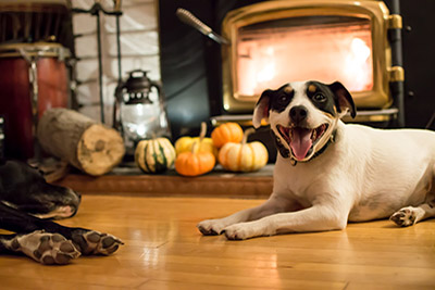 How to have a safe Halloween with your cat or dog