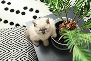 Houseplants That Are Safe for Cats and Dogs