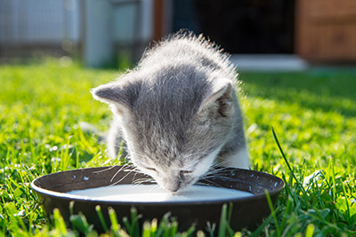 Is milk bad for cats?