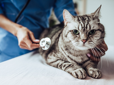 Your Pet’s Vet Visit: How to Keep Them Calm