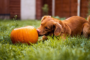 Pet Halloween Costumes - Should You Be Dressing Up Your Furry Friends?