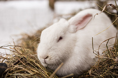 How to prepare your rabbit for winter