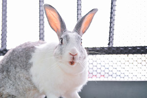 What to Do If Your Rabbit Has Overgrown Teeth