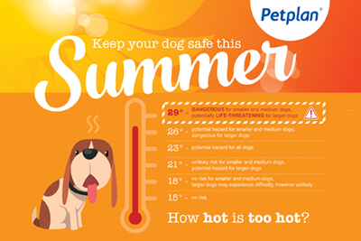 Summer tips to keep dogs safe