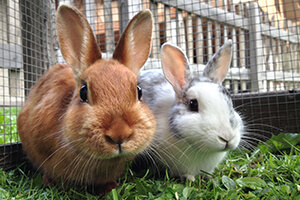 Top 3 Myths and Facts about Rabbits