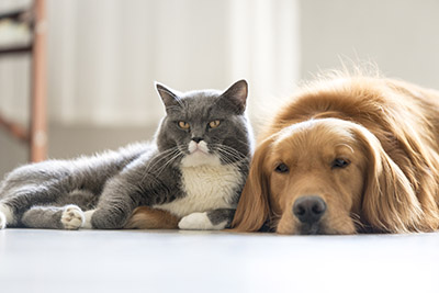 Most Popular Pets In The UK Pet Statistics Petplan