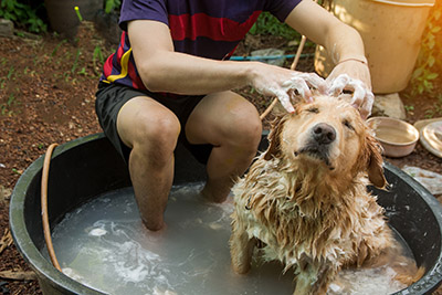 bathing with your dog