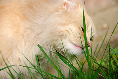 Why Do Cats Eat Grass?