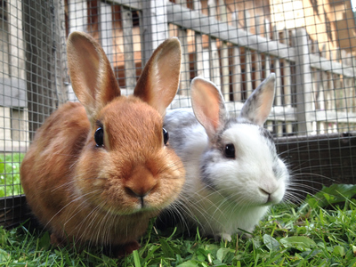 Bunnies on the Big Screen