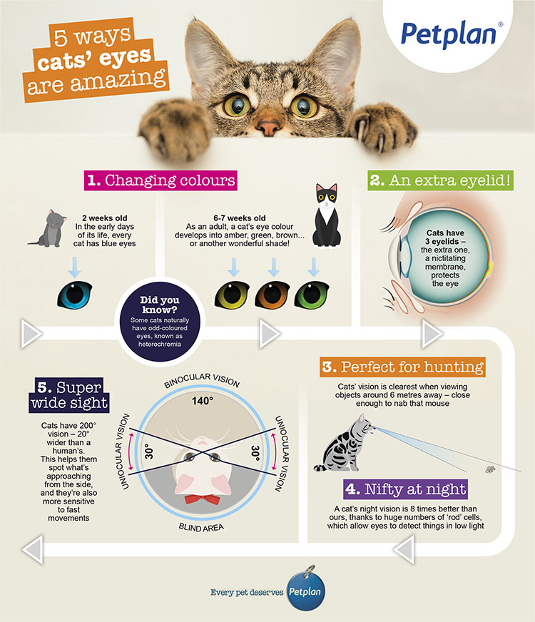 cat eye inforgraphic