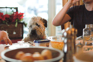 Dog Christmas Dinner Recipes