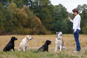Do our pets understand us?