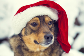 Christmas pet safety: trees, decorations, food and more