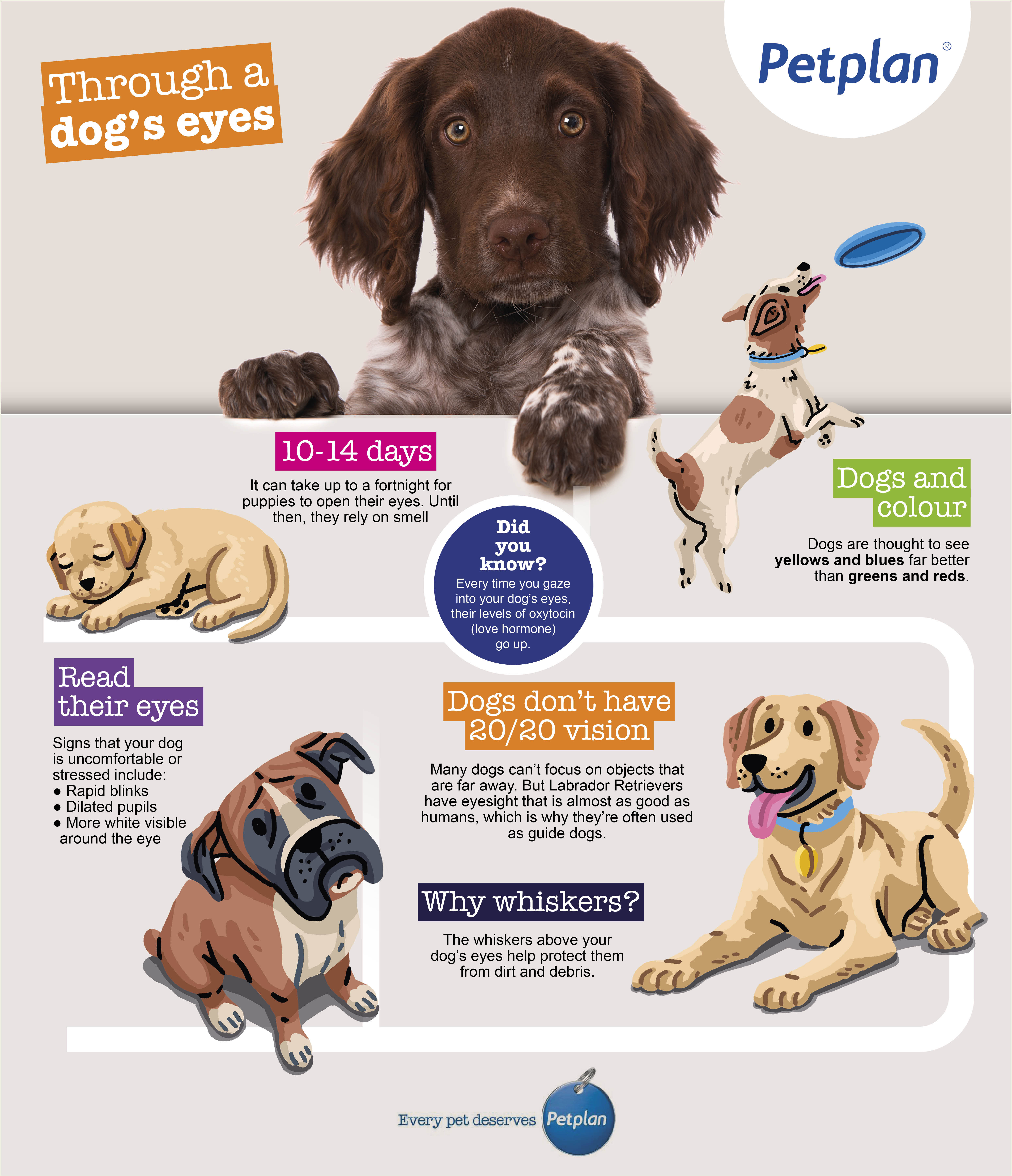 dog eyes infographic