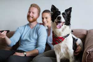 Petplan’s favourite dogs in the spotlight