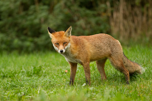 Debate: Are foxes a problem for pet owners?